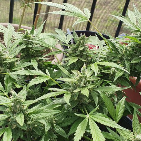 Blackberry Gum Auto growlog timeline photo