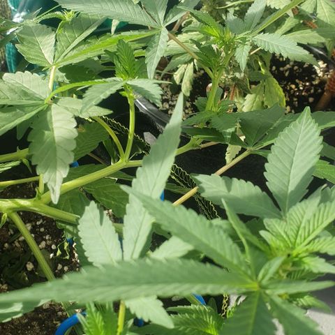 Black Sugar (Seedsman) growlog timeline photo