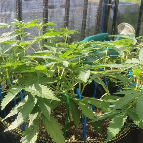 Black Sugar (Seedsman) growlog timeline photo