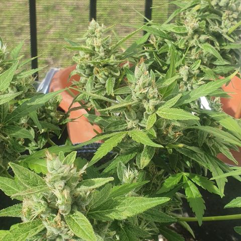 Blackberry Gum Auto growlog timeline photo