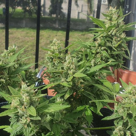 Blackberry Gum Auto growlog timeline photo