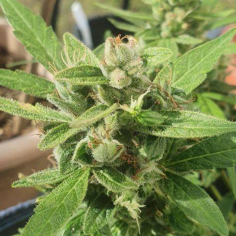 Blackberry Gum Auto growlog timeline photo