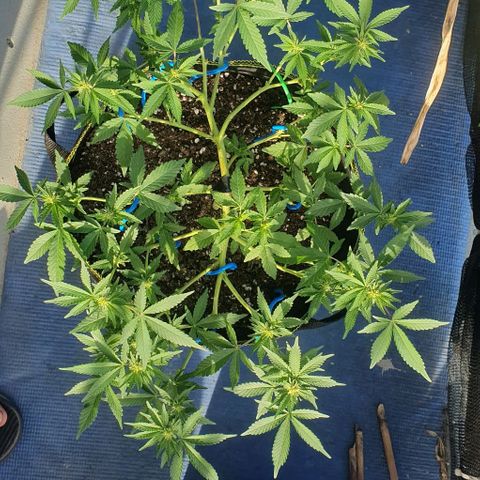 Black Sugar (Seedsman) growlog timeline photo