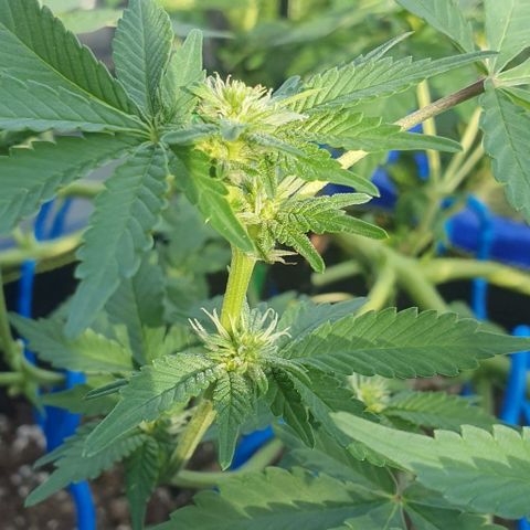 Black Sugar (Seedsman) growlog timeline photo