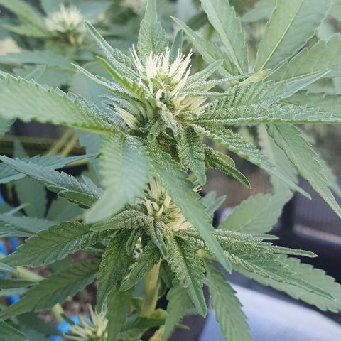 Black Sugar (Seedsman) growlog timeline photo