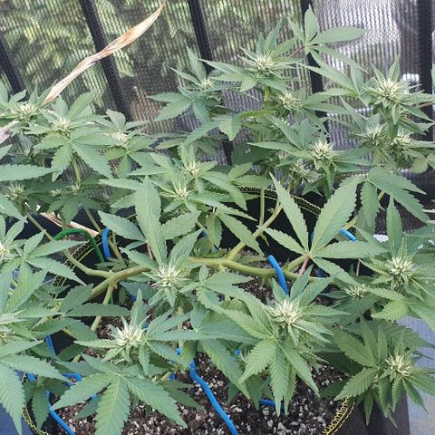 Black Sugar (Seedsman) growlog timeline photo