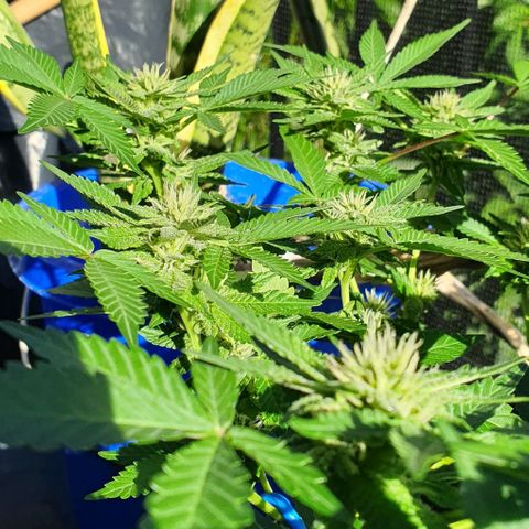 Black Sugar (Seedsman) growlog timeline photo