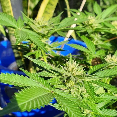 Black Sugar (Seedsman) growlog timeline photo