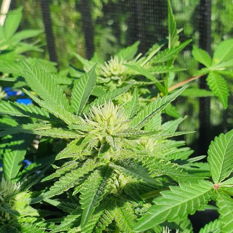 Black Sugar (Seedsman) growlog timeline photo