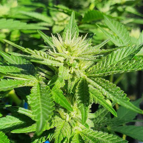 Black Sugar (Seedsman) growlog timeline photo