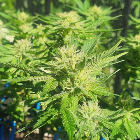 Black Sugar (Seedsman) growlog timeline photo