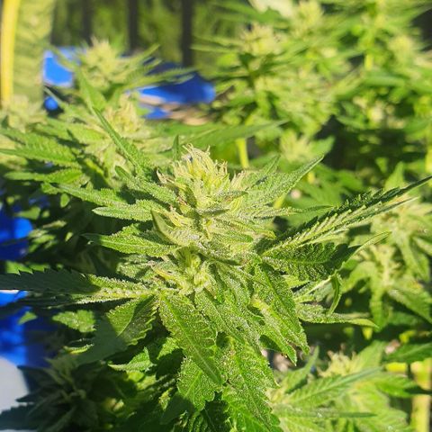 Black Sugar (Seedsman) growlog timeline photo