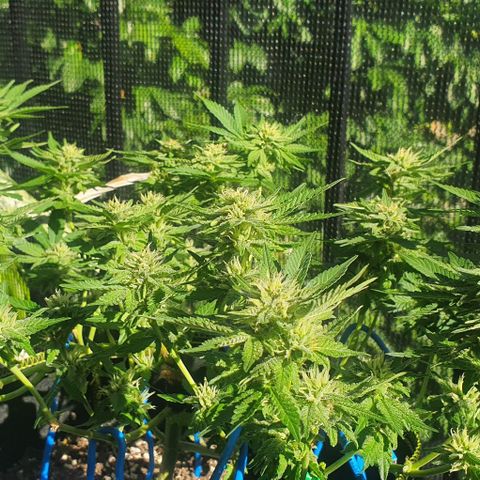 Black Sugar (Seedsman) growlog timeline photo