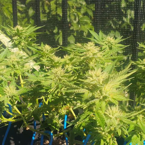 Black Sugar (Seedsman) growlog timeline photo