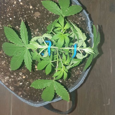 Chile Verde growlog timeline photo