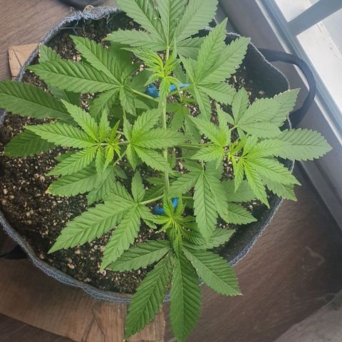 Chile Verde growlog timeline photo