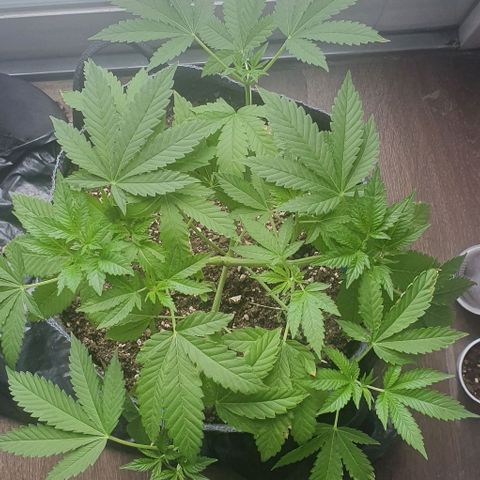 Chile Verde growlog timeline photo