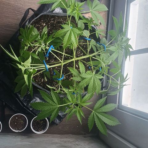 Chile Verde growlog timeline photo