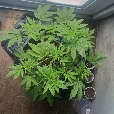 Chile Verde growlog timeline photo