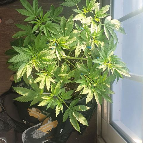 Chile Verde growlog timeline photo