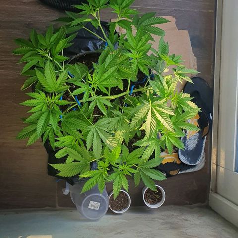Chile Verde growlog photo: After tea