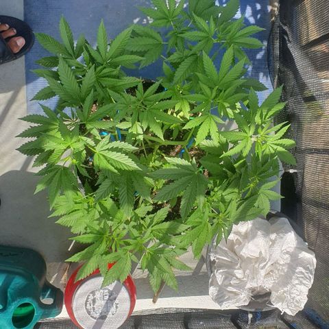 Chile Verde growlog timeline photo
