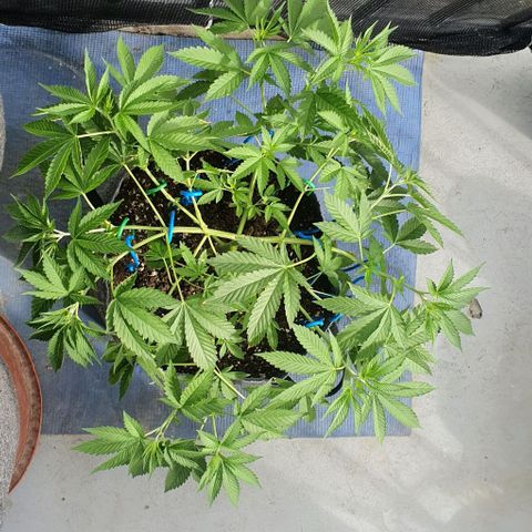 Chile Verde growlog timeline photo