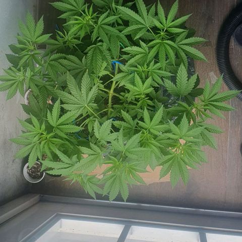 Chile Verde growlog timeline photo