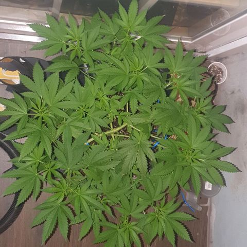 Chile Verde growlog timeline photo