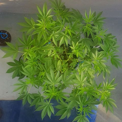Chile Verde growlog timeline photo