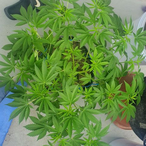 Chile Verde growlog timeline photo