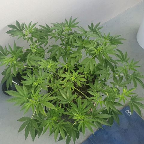 Chile Verde growlog timeline photo