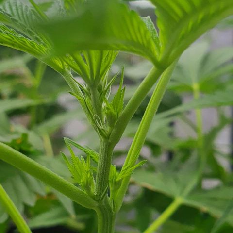 Chile Verde growlog timeline photo