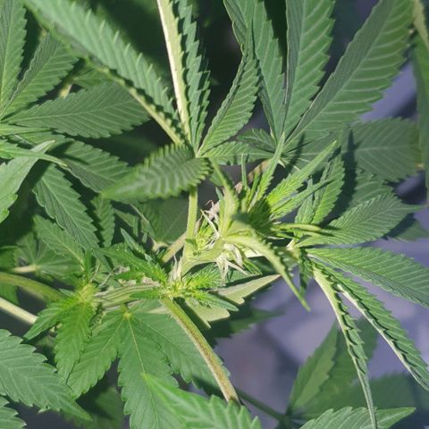 Chile Verde growlog timeline photo