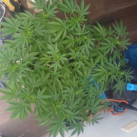 Chile Verde growlog timeline photo