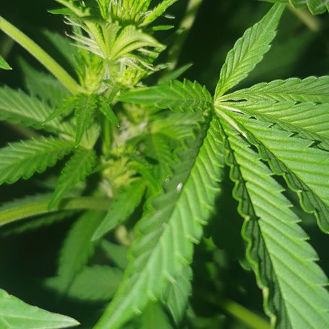 Chile Verde growlog timeline photo