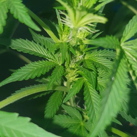 Chile Verde growlog timeline photo
