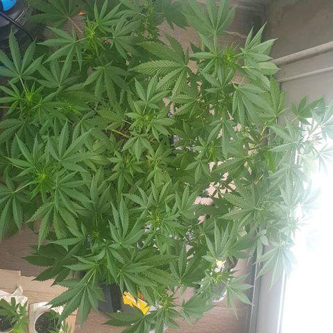 Chile Verde growlog timeline photo
