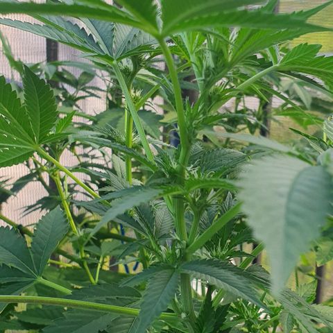 Chile Verde growlog timeline photo