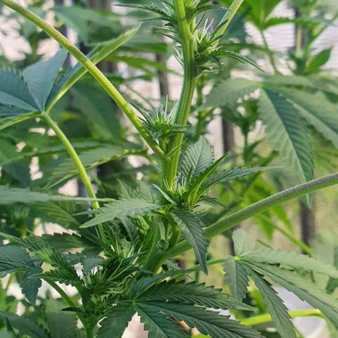 Chile Verde growlog timeline photo