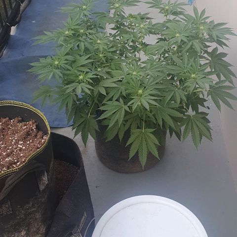 Chile Verde growlog timeline photo