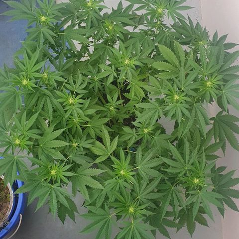 Chile Verde growlog timeline photo