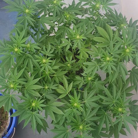 Chile Verde growlog timeline photo