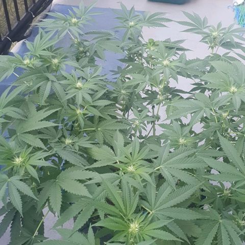 Chile Verde growlog timeline photo