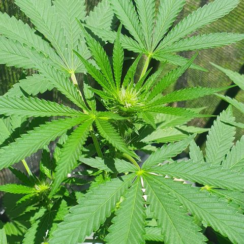 Chile Verde growlog timeline photo