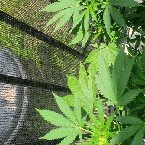 Chile Verde growlog timeline photo