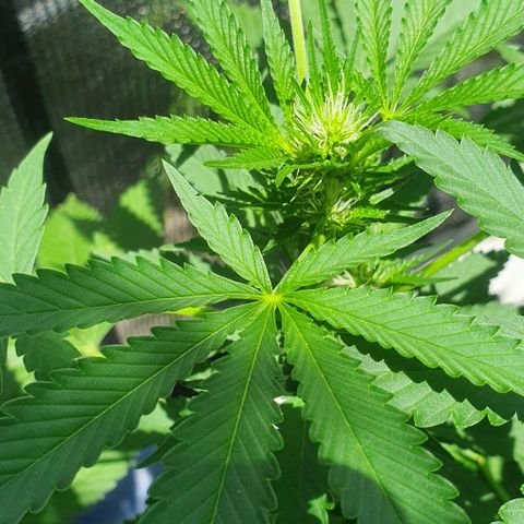 Chile Verde growlog timeline photo