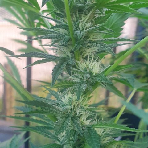 Chile Verde growlog timeline photo
