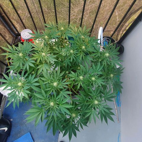 Chile Verde growlog timeline photo