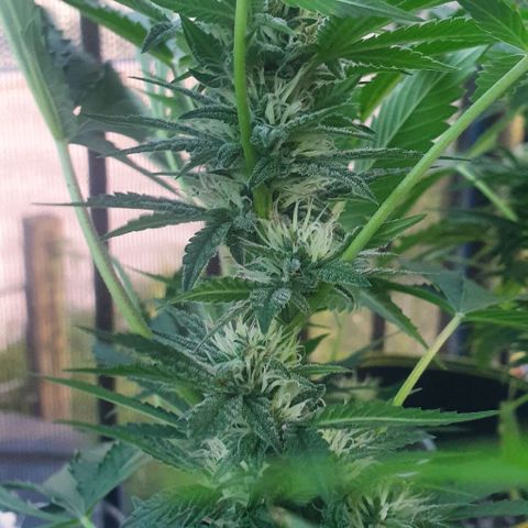Chile Verde growlog timeline photo